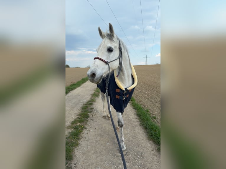 Árabe Shagya Caballo castrado 14 años 160 cm Tordo in St. Valentin