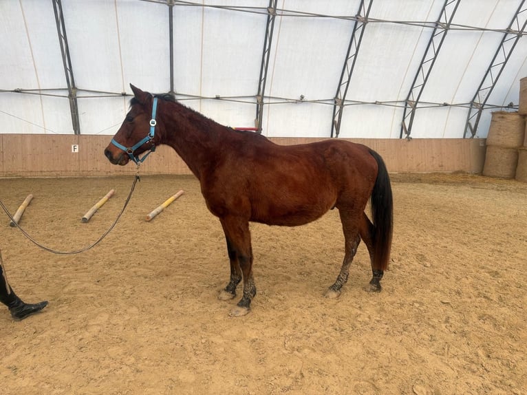 Árabe Shagya Caballo castrado 15 años 150 cm Castaño in Neuhaus in der Wart