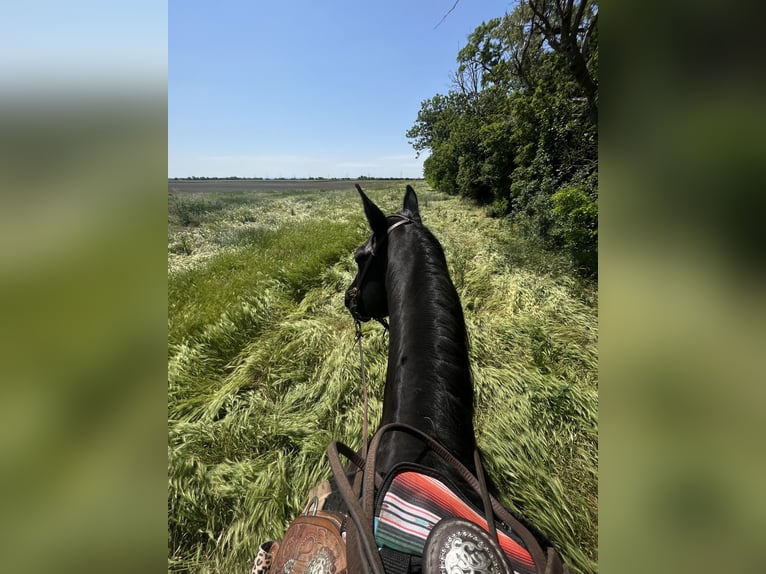Árabe Shagya Mestizo Caballo castrado 15 años 158 cm Morcillo in Wien, Donaustadt