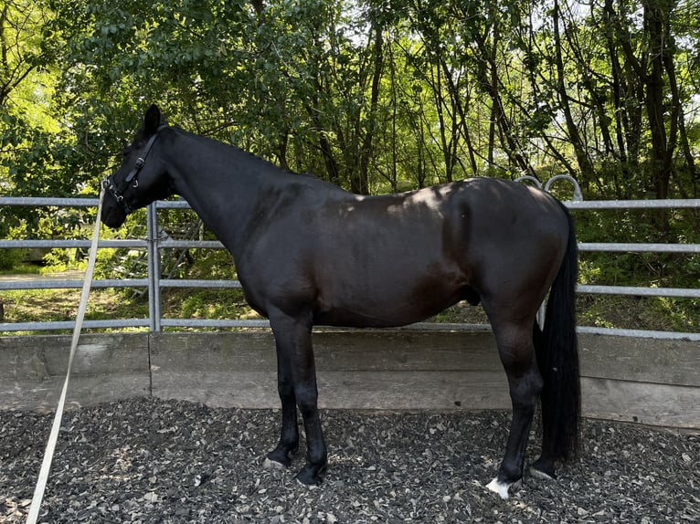 Árabe Shagya Mestizo Caballo castrado 15 años 158 cm Morcillo in Wien, Donaustadt