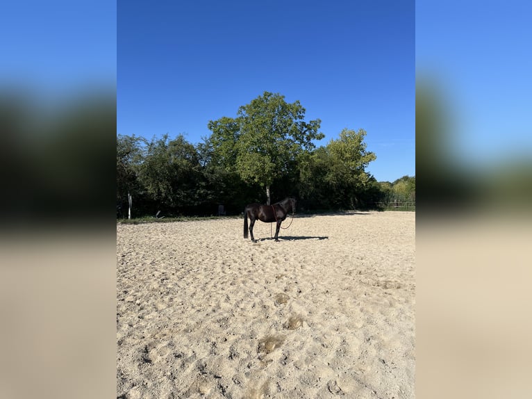 Árabe Shagya Mestizo Caballo castrado 15 años 158 cm Morcillo in Wien, Donaustadt