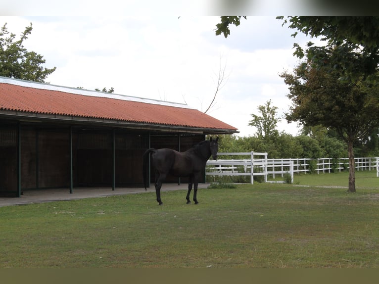 Árabe Shagya Mestizo Caballo castrado 15 años 158 cm Morcillo in Wien, Donaustadt