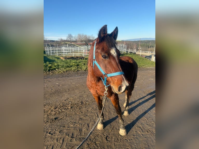Árabe Shagya Caballo castrado 16 años 150 cm Castaño in Neuhaus in der Wart