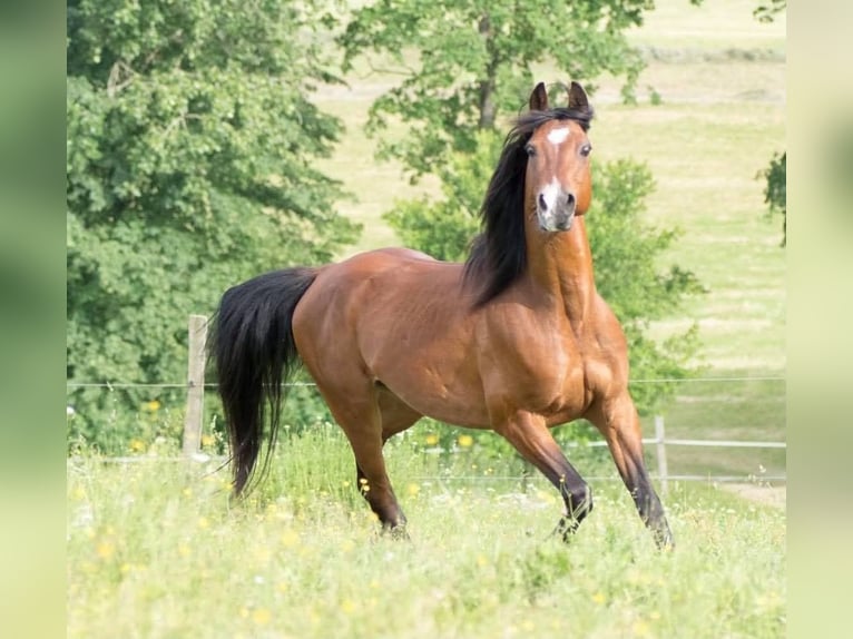 Árabe Shagya Caballo castrado 16 años 150 cm Castaño in Neuhaus in der Wart