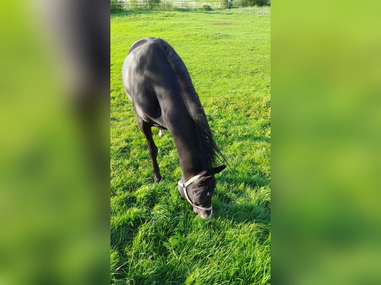 Árabe Shagya Caballo castrado 16 años 152 cm Negro in Tiefenbach