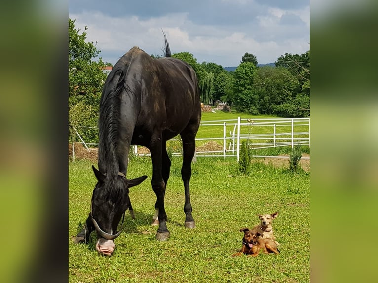 Árabe Shagya Caballo castrado 16 años 152 cm Negro in Tiefenbach