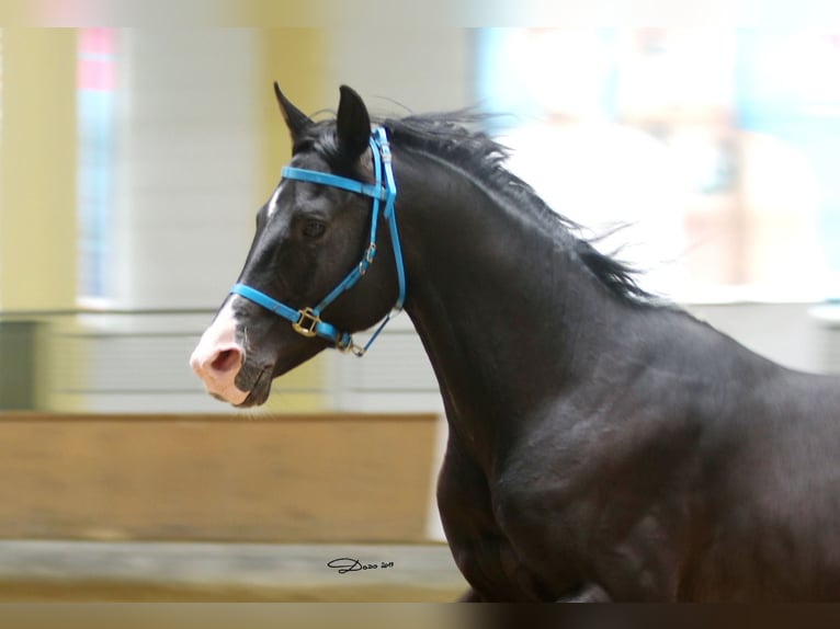 Árabe Shagya Caballo castrado 16 años 152 cm Negro in Tiefenbach