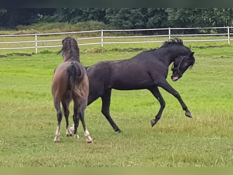 Árabe Shagya Caballo castrado 16 años 152 cm Negro in Tiefenbach