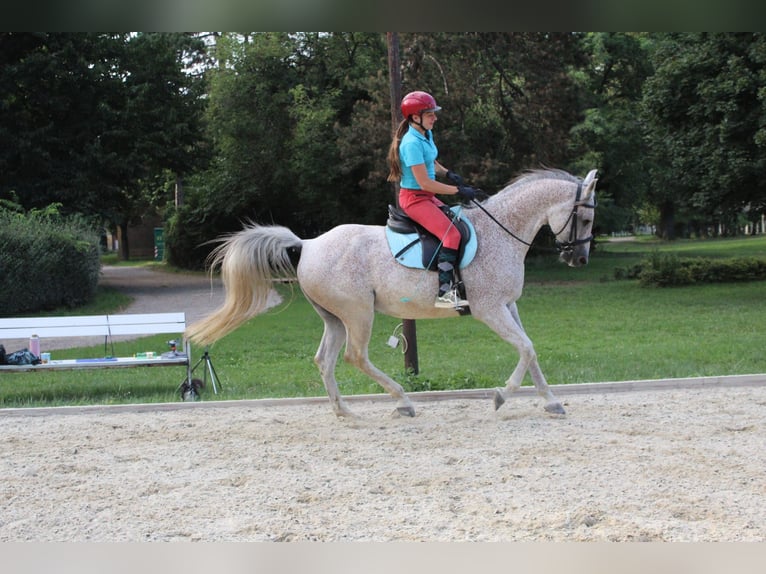 Árabe Shagya Caballo castrado 16 años 160 cm Tordo picazo in Wien, Leopoldstadt