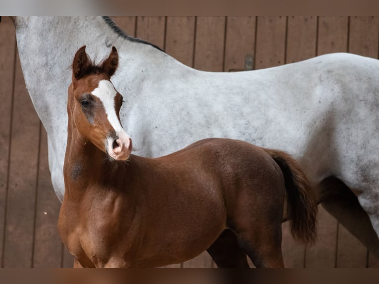 Árabe Shagya Caballo castrado 1 año 160 cm Musgo in Königswinter