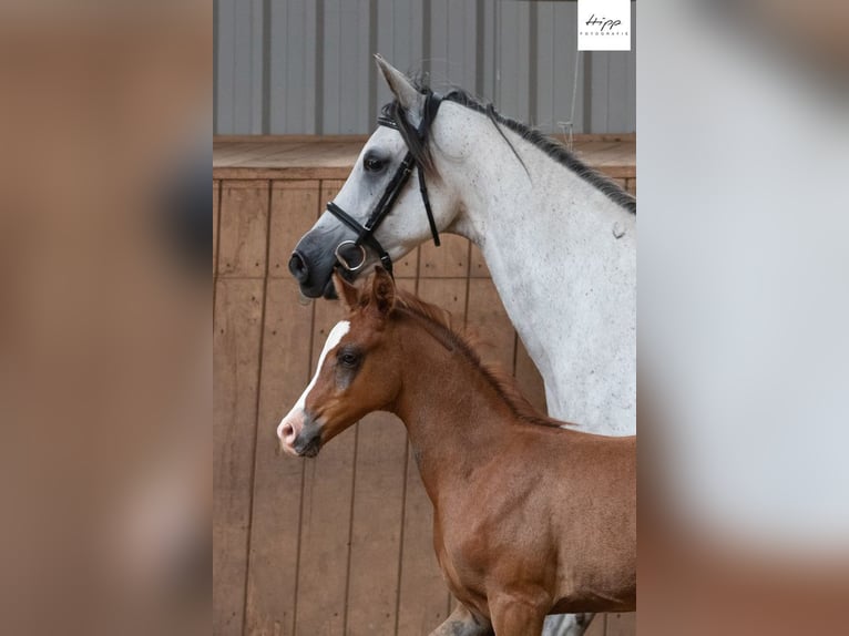 Árabe Shagya Caballo castrado 1 año 160 cm Musgo in Königswinter