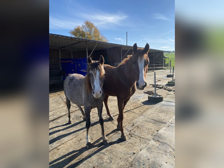 Árabe Shagya Caballo castrado 1 año 160 cm Musgo in Königswinter