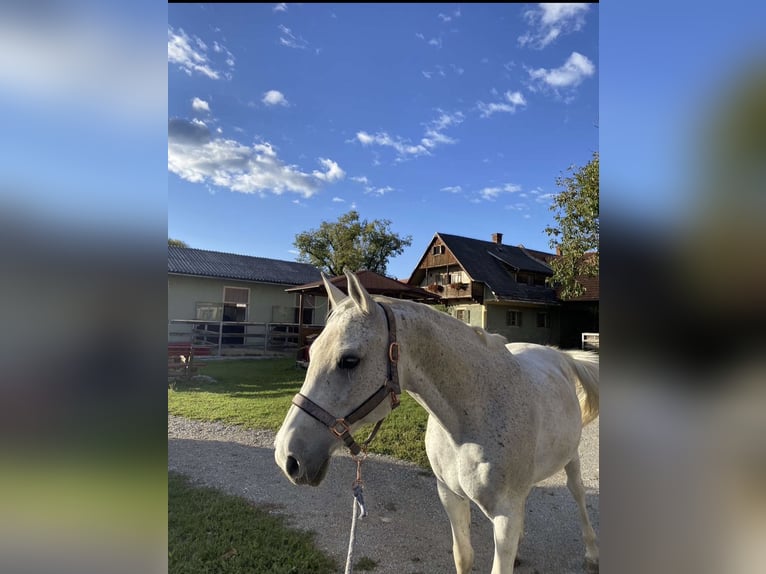 Árabe Shagya Caballo castrado 23 años 158 cm Tordo picazo in Stattegg