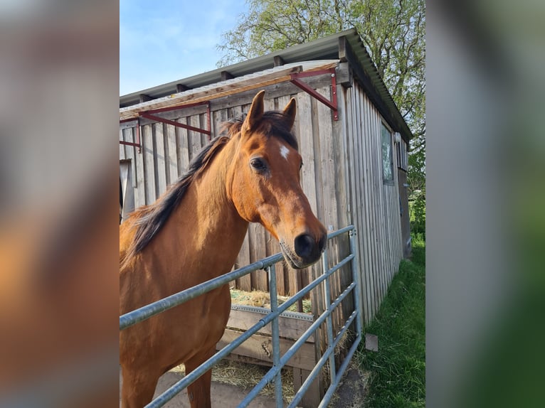 Árabe Shagya Mestizo Caballo castrado 23 años 165 cm Castaño in Sassenburg