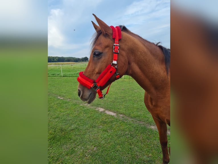 Árabe Shagya Mestizo Caballo castrado 23 años 165 cm Castaño in Sassenburg