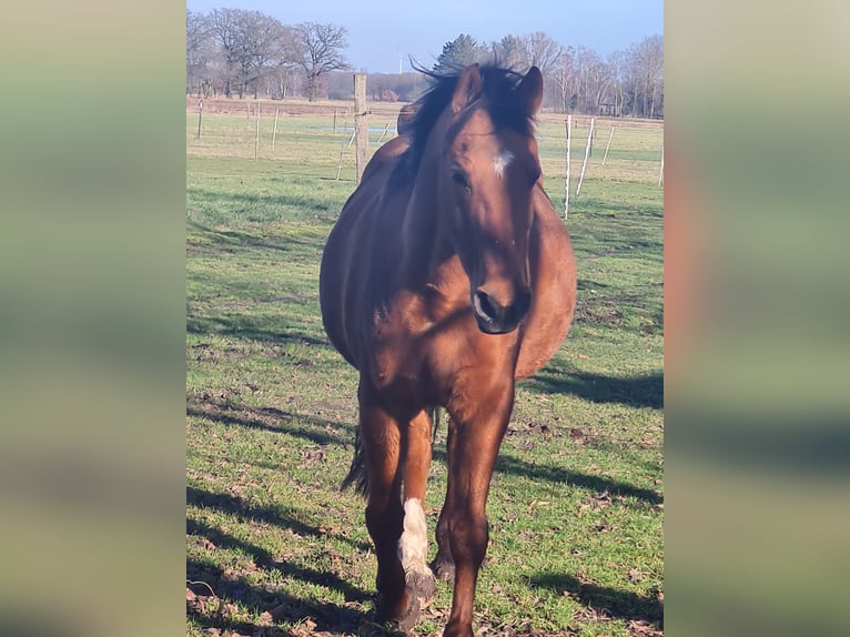 Árabe Shagya Mestizo Caballo castrado 23 años 165 cm Castaño in Sassenburg