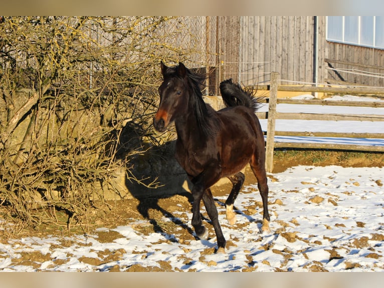 Árabe Shagya Caballo castrado 2 años Castaño in Tiefenbach