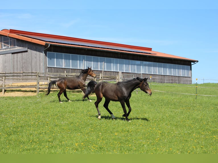 Árabe Shagya Caballo castrado 2 años Castaño in Tiefenbach
