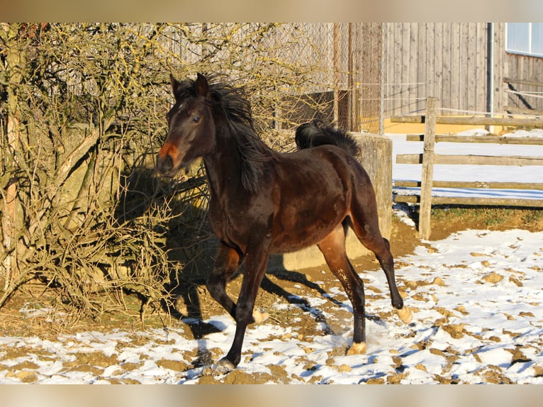 Árabe Shagya Caballo castrado 2 años Castaño in Tiefenbach