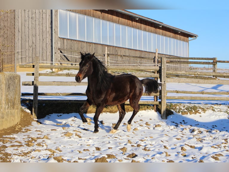 Árabe Shagya Caballo castrado 2 años Castaño in Tiefenbach
