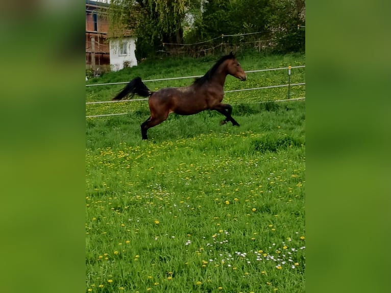 Árabe Shagya Caballo castrado 2 años Castaño in Tiefenbach