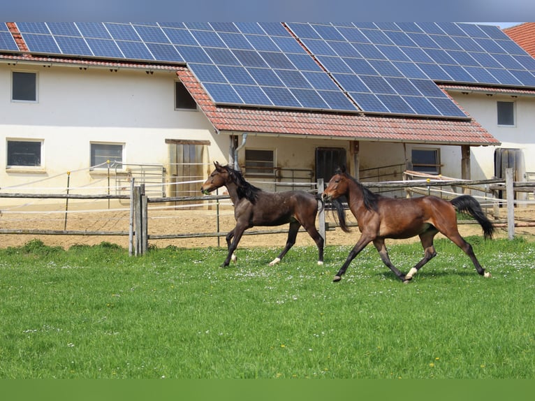 Árabe Shagya Caballo castrado 2 años Castaño in Tiefenbach
