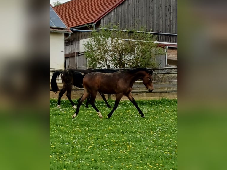 Árabe Shagya Caballo castrado 2 años Castaño in Tiefenbach