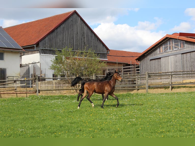 Árabe Shagya Caballo castrado 2 años Castaño in Tiefenbach