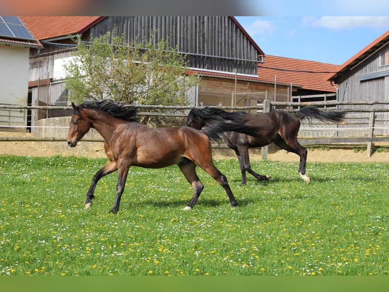 Árabe Shagya Caballo castrado 2 años Castaño in Tiefenbach