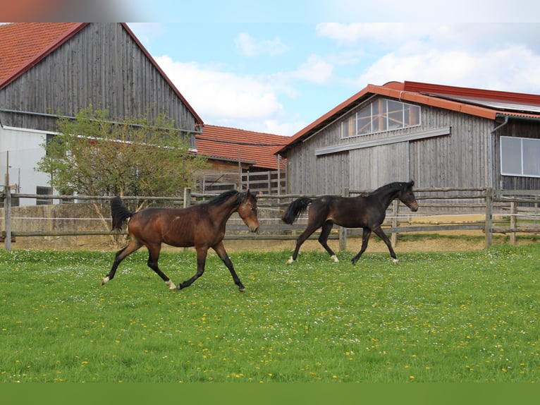 Árabe Shagya Caballo castrado 2 años Castaño in Tiefenbach