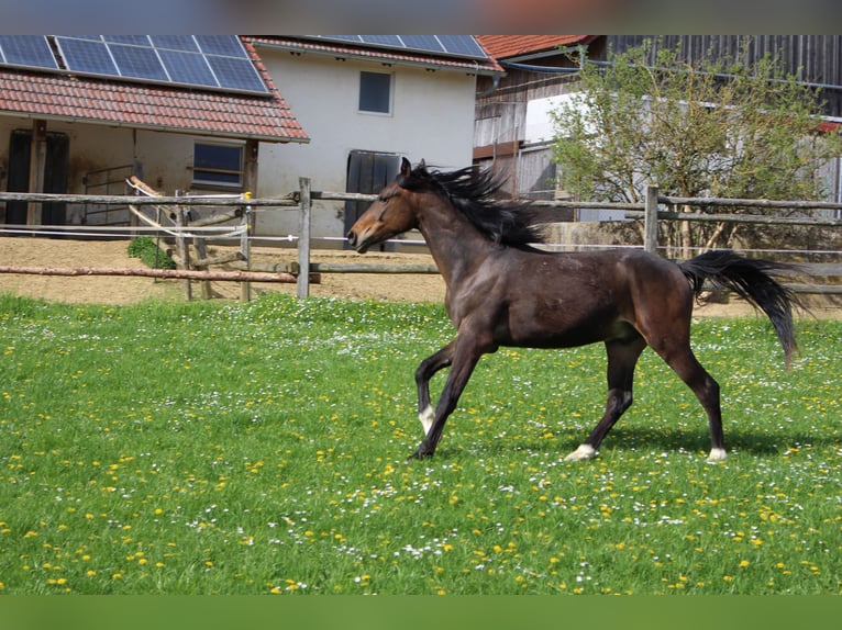 Árabe Shagya Caballo castrado 2 años Castaño in Tiefenbach