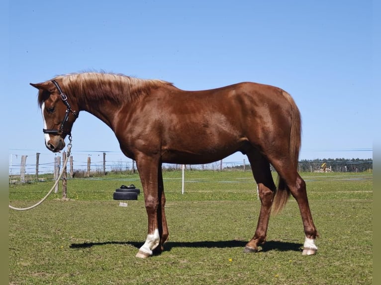 Árabe Shagya Caballo castrado 3 años 154 cm Alazán in plzen