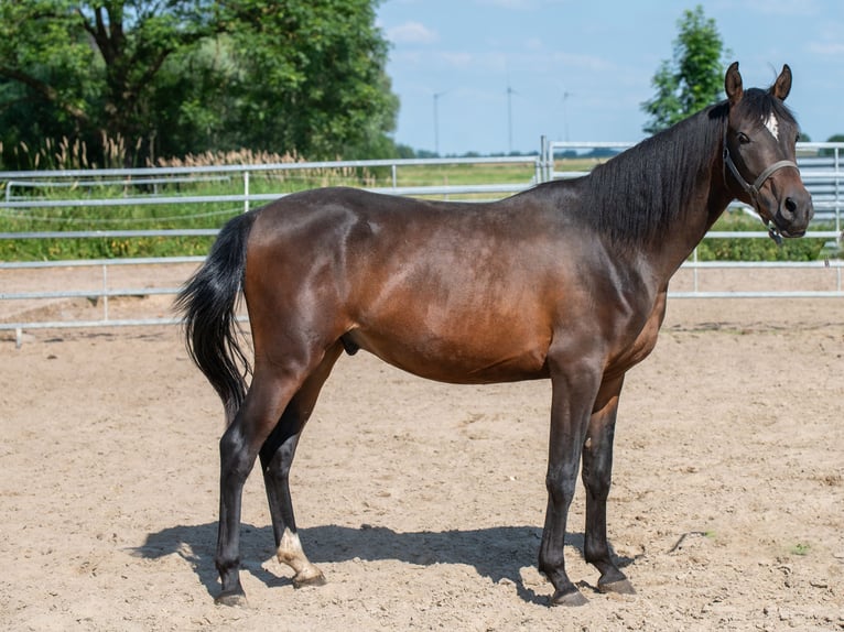 Árabe Shagya Caballo castrado 3 años 157 cm Castaño in Schönwalde-Glien OT Wansdorf