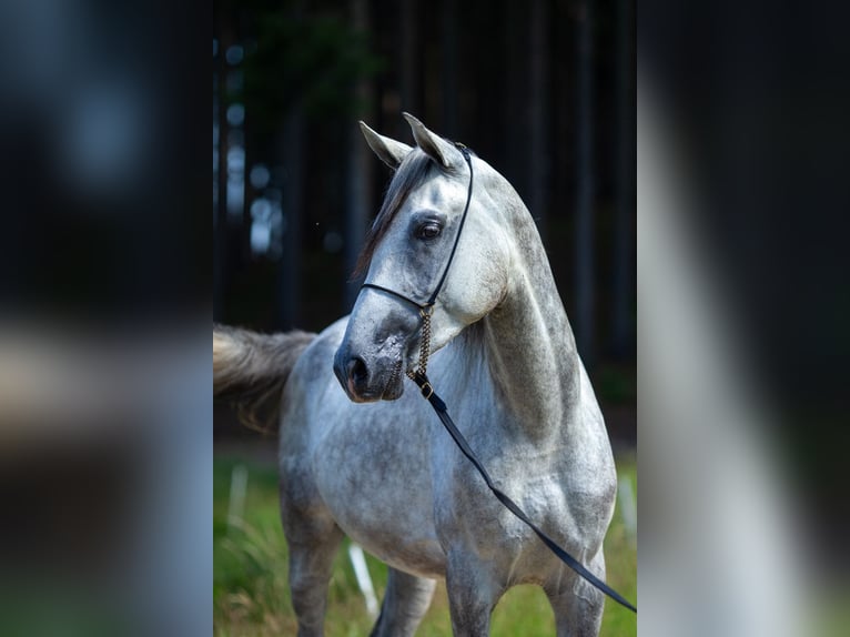 Árabe Shagya Caballo castrado 3 años 160 cm Tordo in Komárov