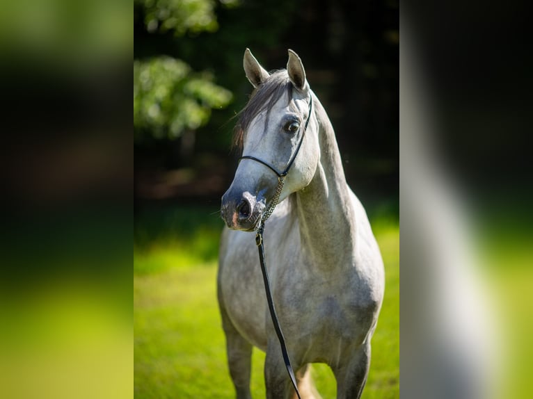 Árabe Shagya Caballo castrado 3 años 160 cm Tordo in Komárov