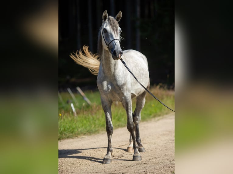 Árabe Shagya Caballo castrado 3 años 160 cm Tordo in Komárov