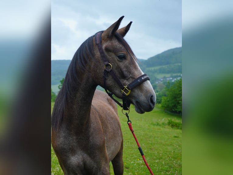 Árabe Shagya Caballo castrado 3 años 161 cm Tordo in Rotenburg an der Fulda
