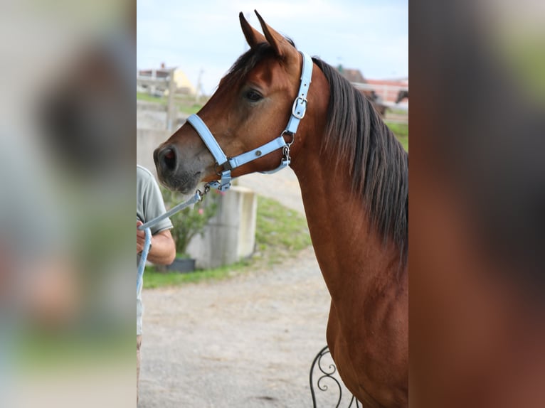 Árabe Shagya Caballo castrado 4 años 151 cm Castaño in Neuhaus in der Wart