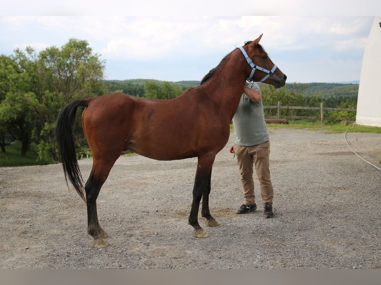 Árabe Shagya Caballo castrado 4 años 151 cm Castaño in Neuhaus in der Wart