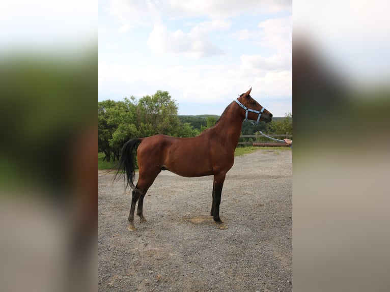 Árabe Shagya Caballo castrado 4 años 151 cm Castaño in Neuhaus in der Wart