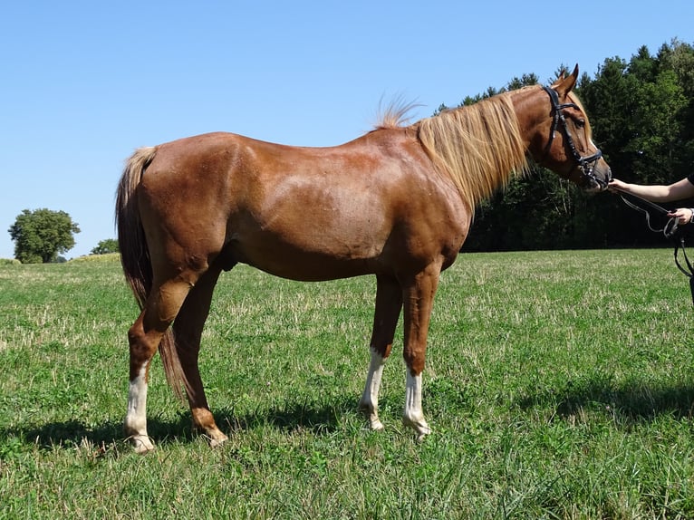 Árabe Shagya Caballo castrado 4 años 152 cm Alazán in Pettenbach