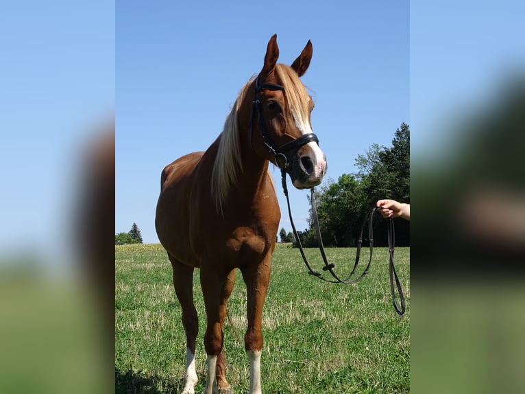 Árabe Shagya Caballo castrado 4 años 152 cm Alazán in Pettenbach
