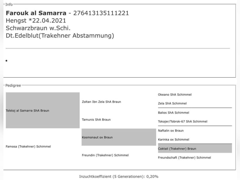 Árabe Shagya Mestizo Caballo castrado 4 años 157 cm Tordo in Rotenburg an der Fulda