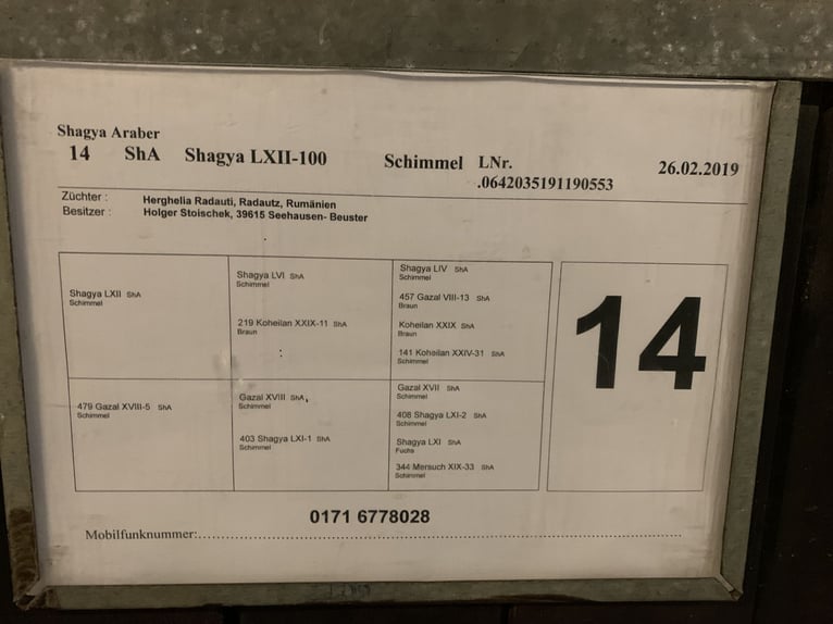 Árabe Shagya Caballo castrado 4 años 160 cm in Gollensdorf