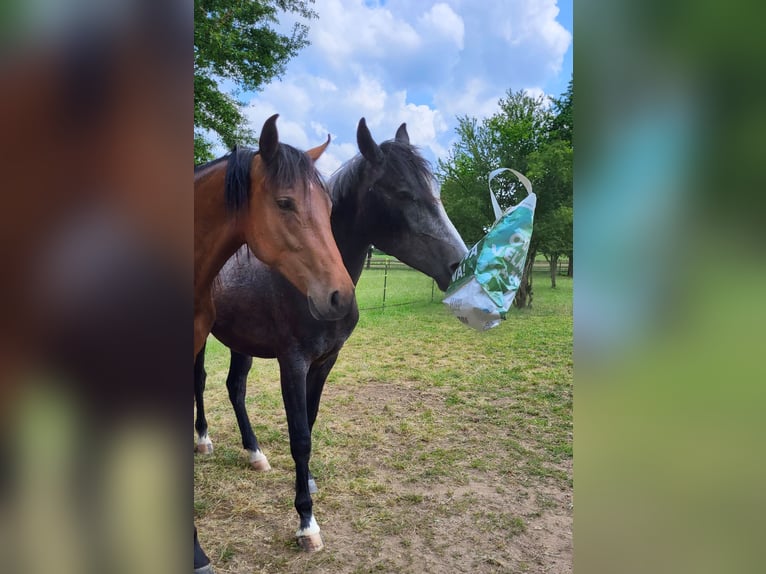 Árabe Shagya Caballo castrado 4 años 160 cm Tordo in Kümmersbruck