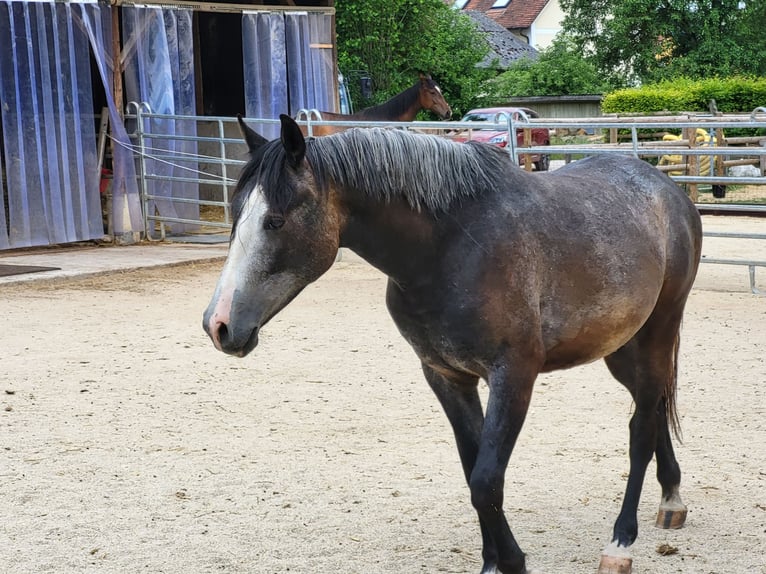 Árabe Shagya Caballo castrado 4 años 160 cm Tordo in Kümmersbruck