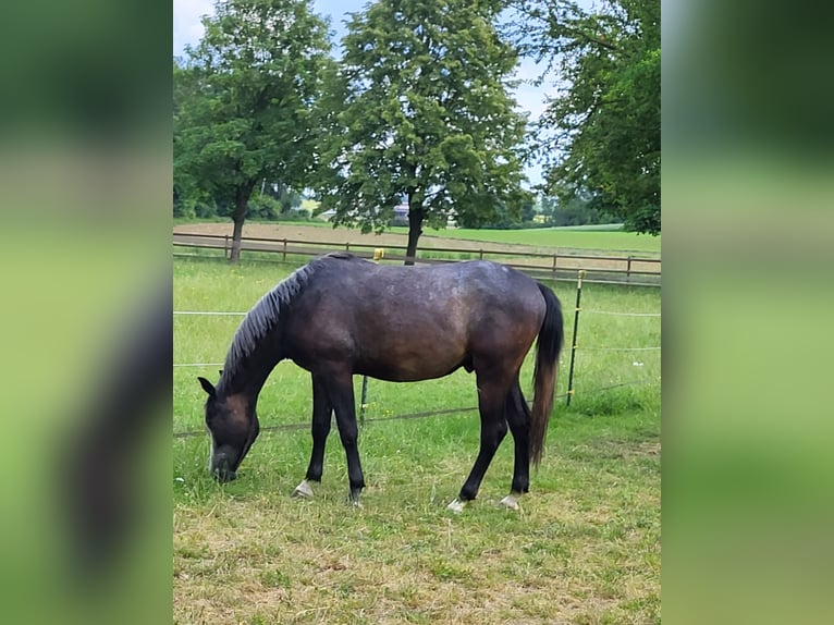 Árabe Shagya Caballo castrado 4 años 160 cm Tordo in Kümmersbruck