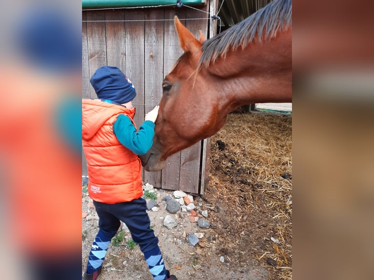 Árabe Shagya Caballo castrado 4 años 163 cm Castaño in Friesack