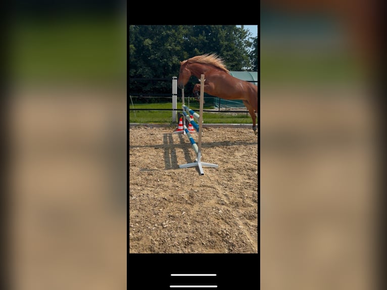 Árabe Shagya Mestizo Caballo castrado 5 años 143 cm Alazán in Vilshofen