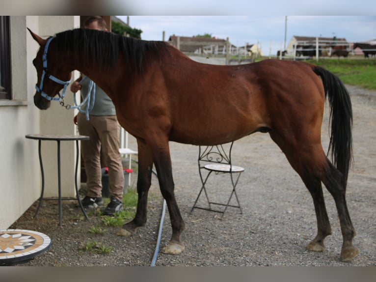 Árabe Shagya Caballo castrado 5 años 151 cm Castaño in Neuhaus in der Wart